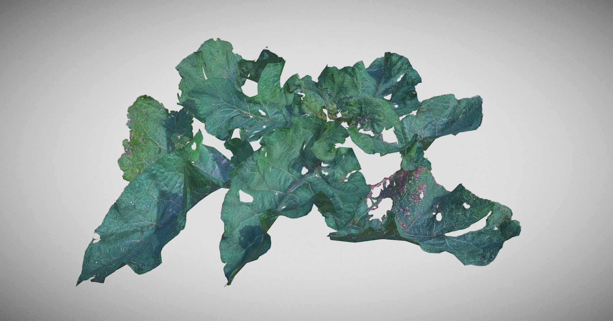 Burdock big leaves Low-poly 3D model_12
