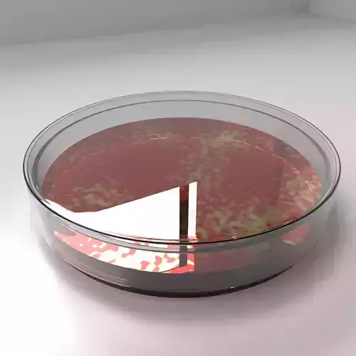 Glass Petri Dish with Agar and Bacteria