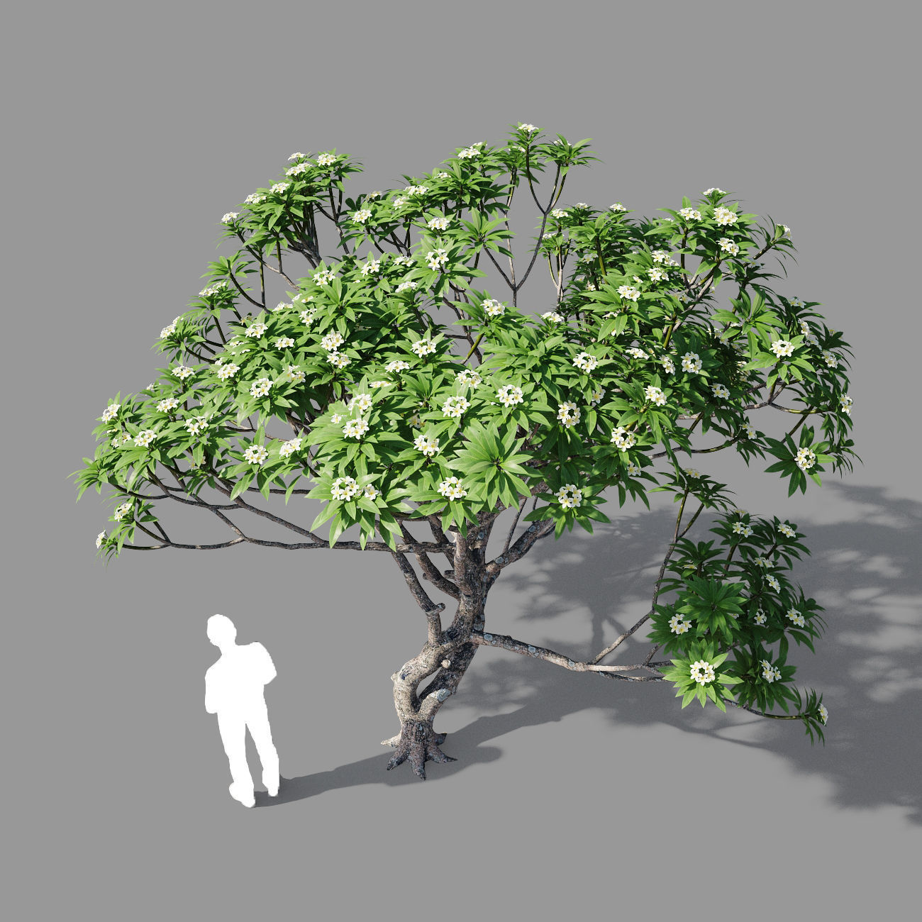 Plumeria man 3D model_2