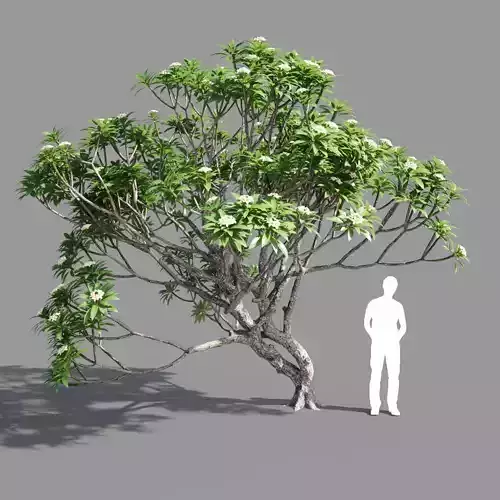 Plumeria man 3D model