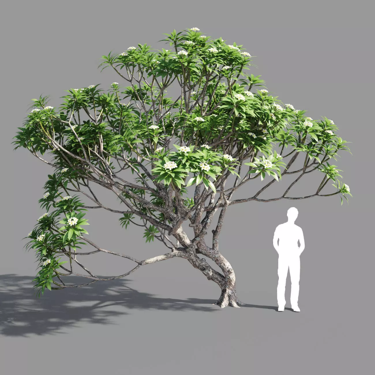 Plumeria man 3D model_0