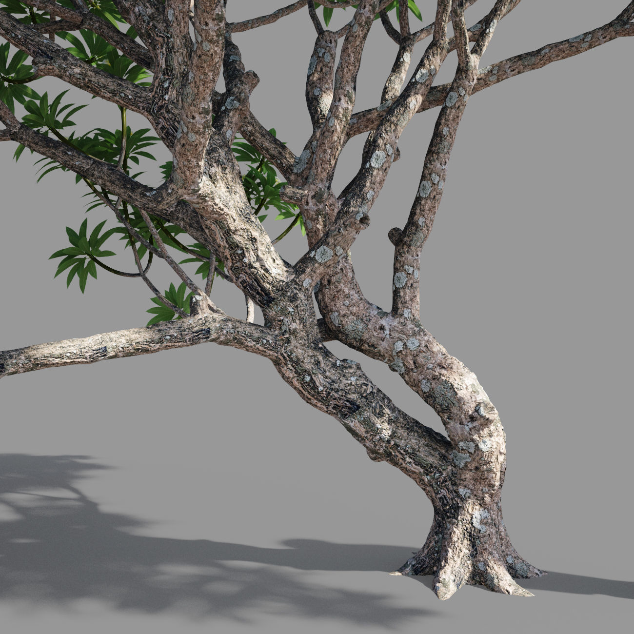 Plumeria man 3D model_5