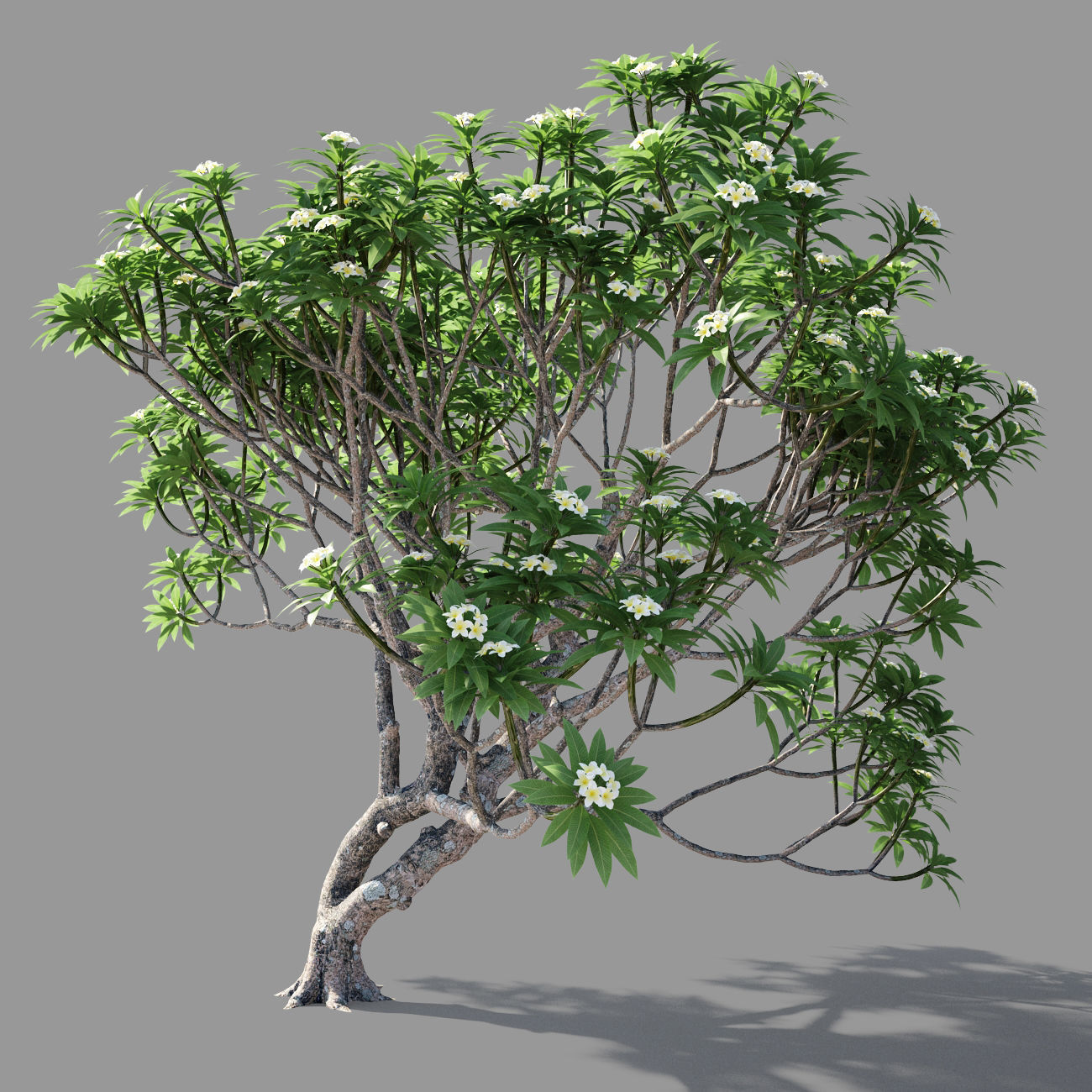 Plumeria man 3D model_1