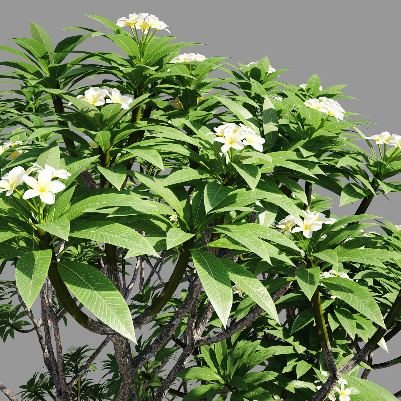 Plumeria man 3D model_4