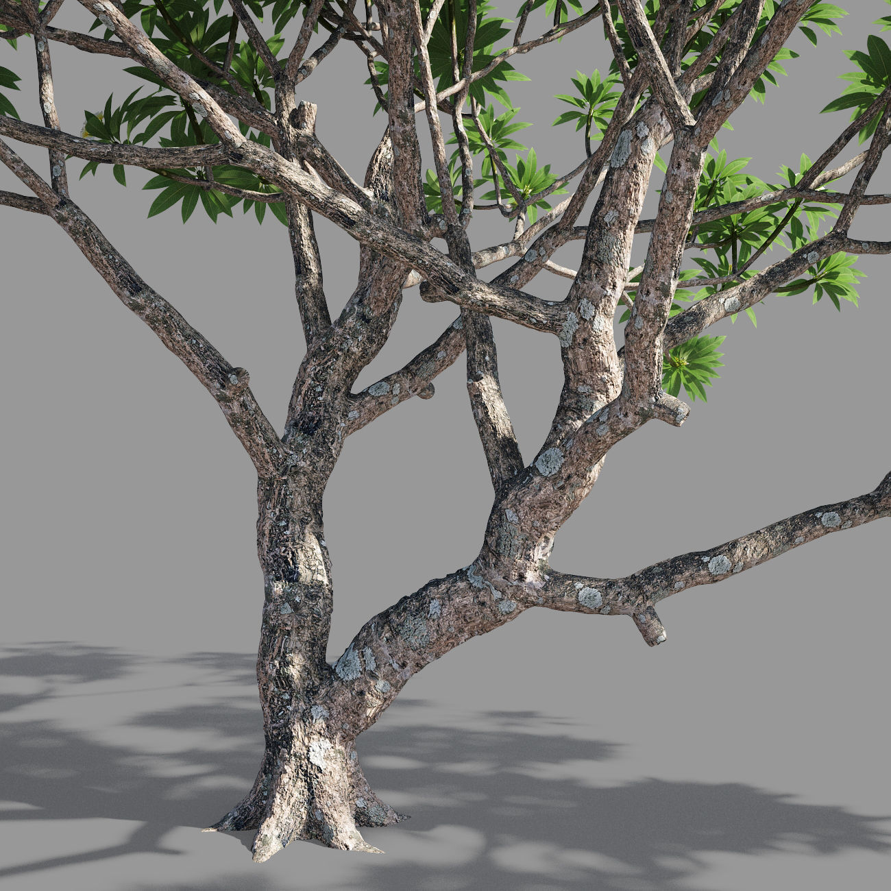 Plumeria 2 man 3D model_2