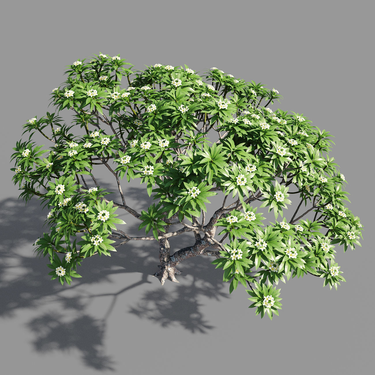 Plumeria 2 man 3D model_1