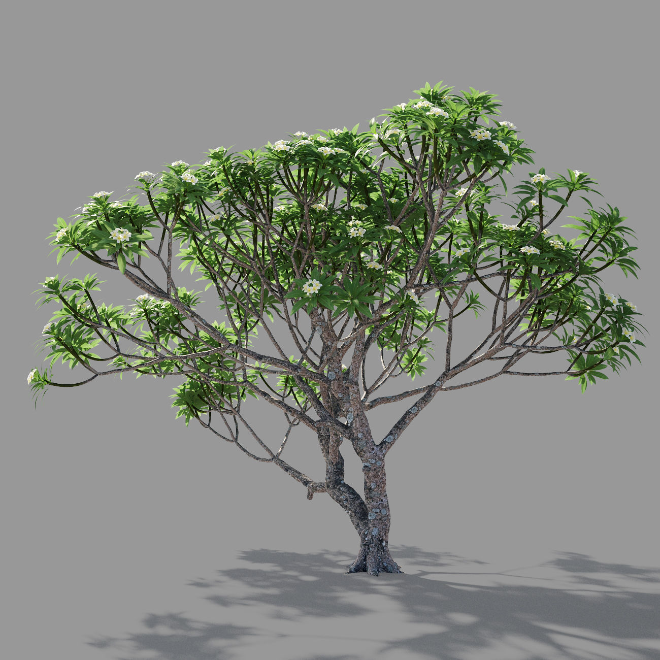 Plumeria 2 man 3D model_3