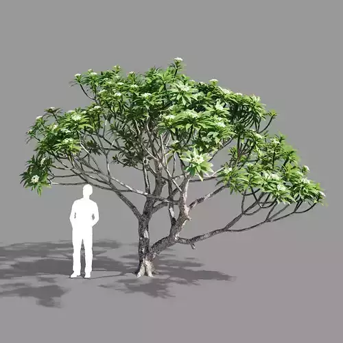 Plumeria 2 man 3D model