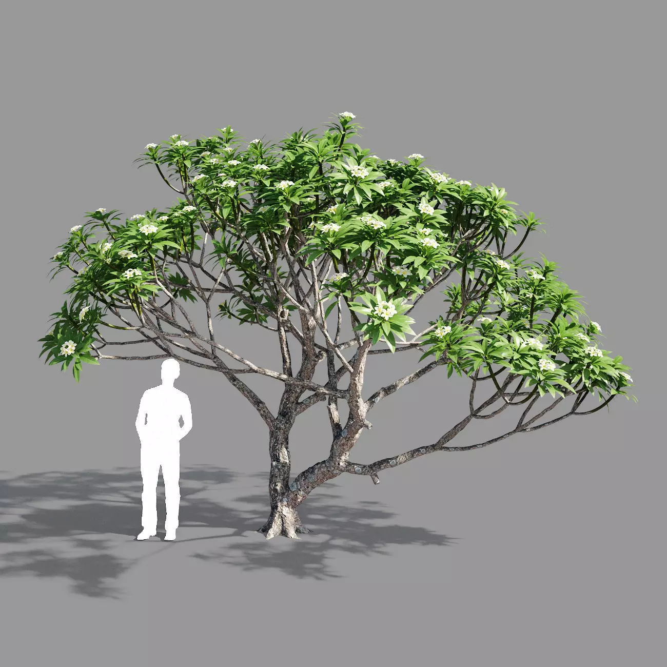 Plumeria 2 man 3D model_0