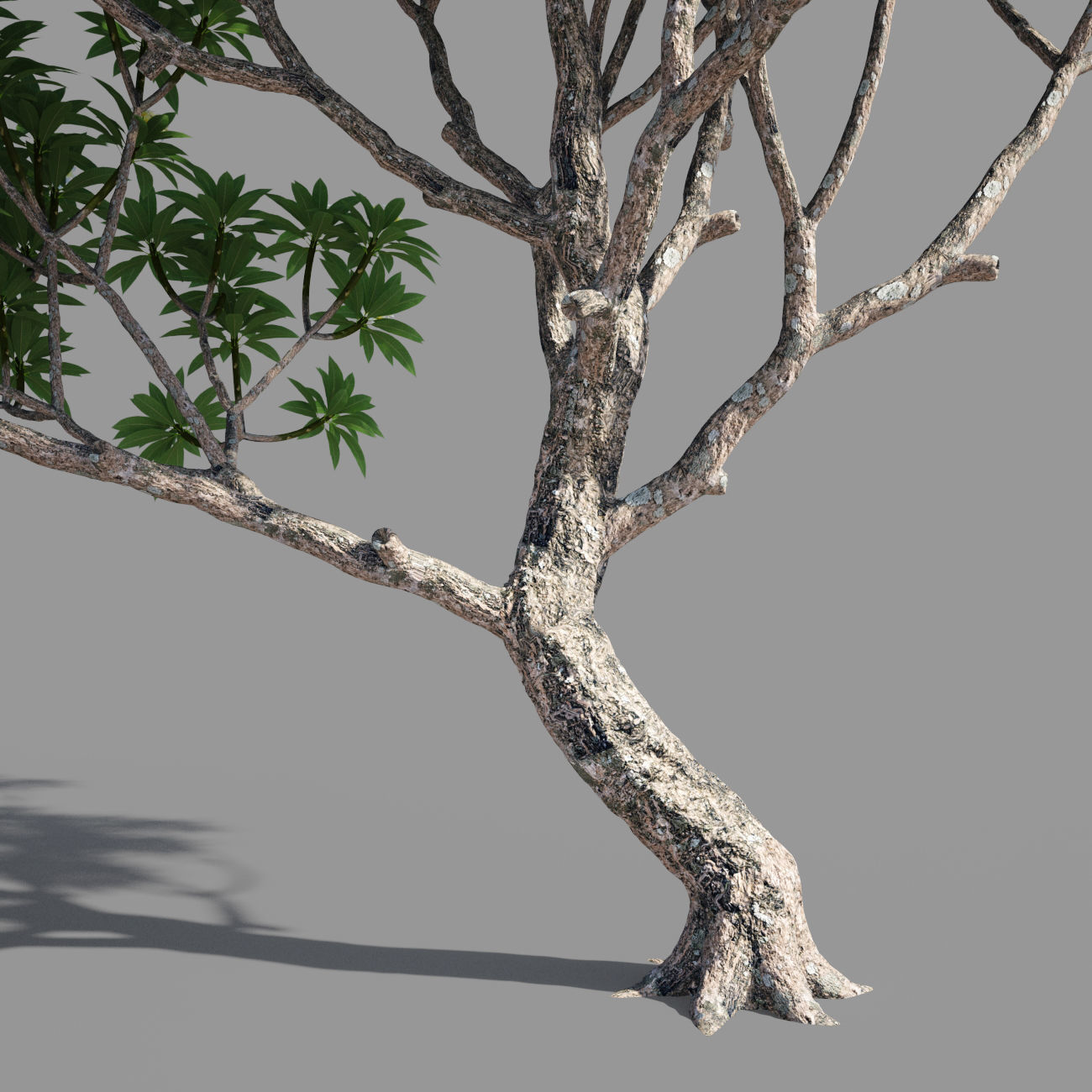 Plumeria 3 man 3D model_2