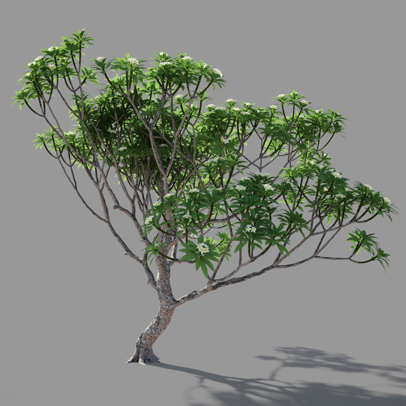 Plumeria 3 man 3D model_3