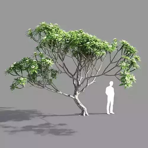 Plumeria 3 man 3D model