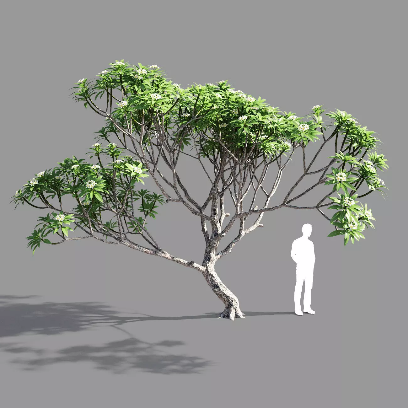 Plumeria 3 man 3D model_0