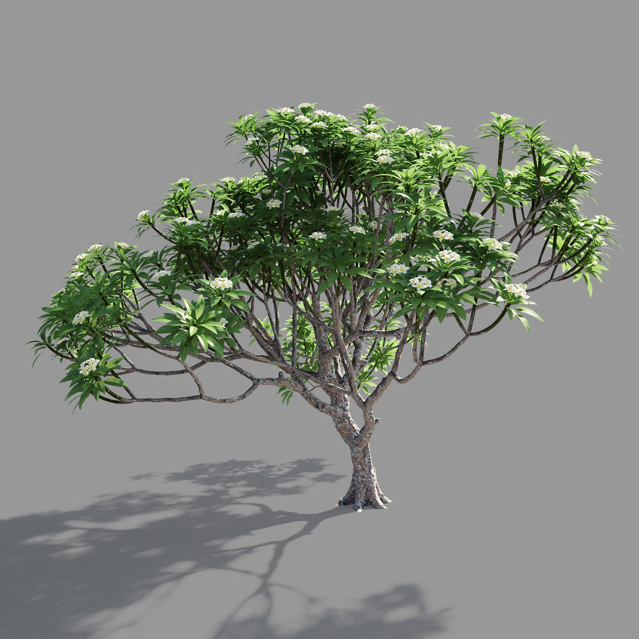 Plumeria 4 palm tree - palm tree 3D model_2
