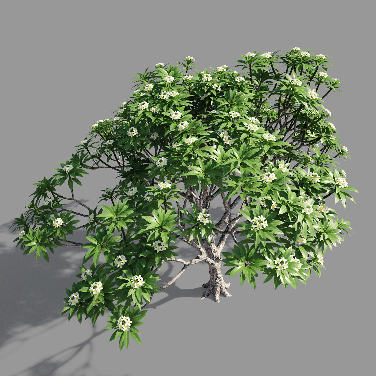 Plumeria 4 palm tree - palm tree 3D model_1