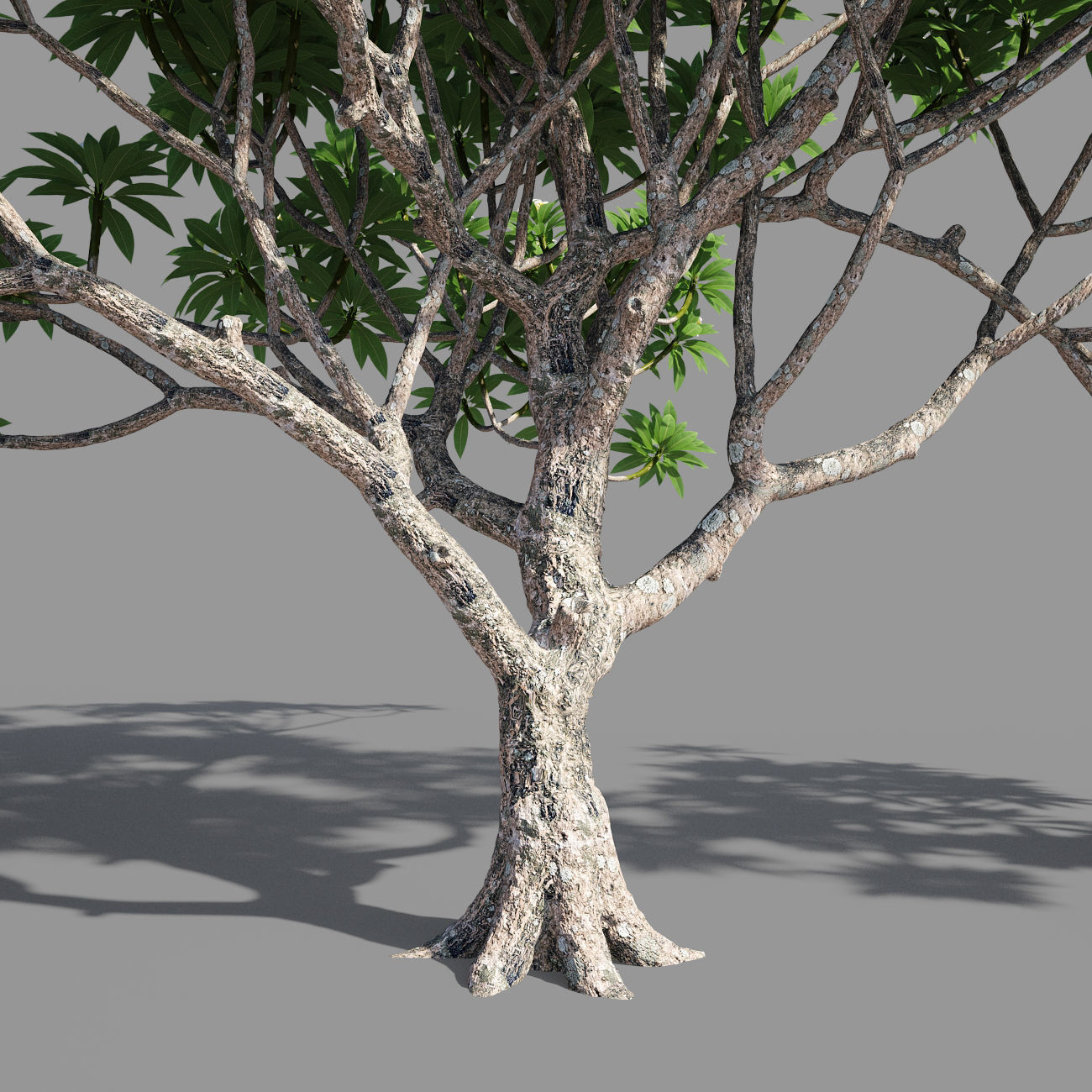 Plumeria 4 palm tree - palm tree 3D model_3