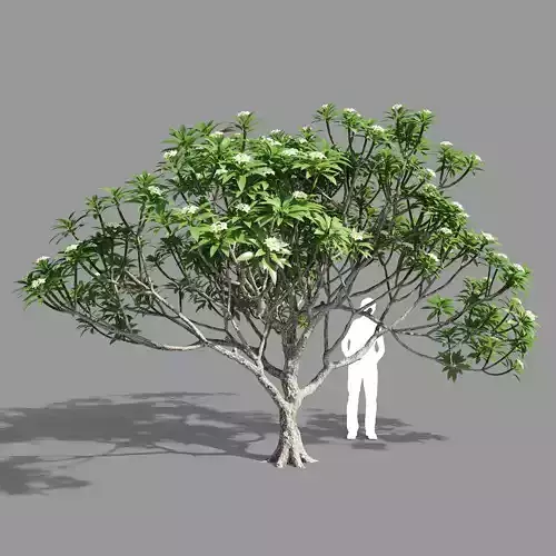 Plumeria 4 palm tree - palm tree 3D model