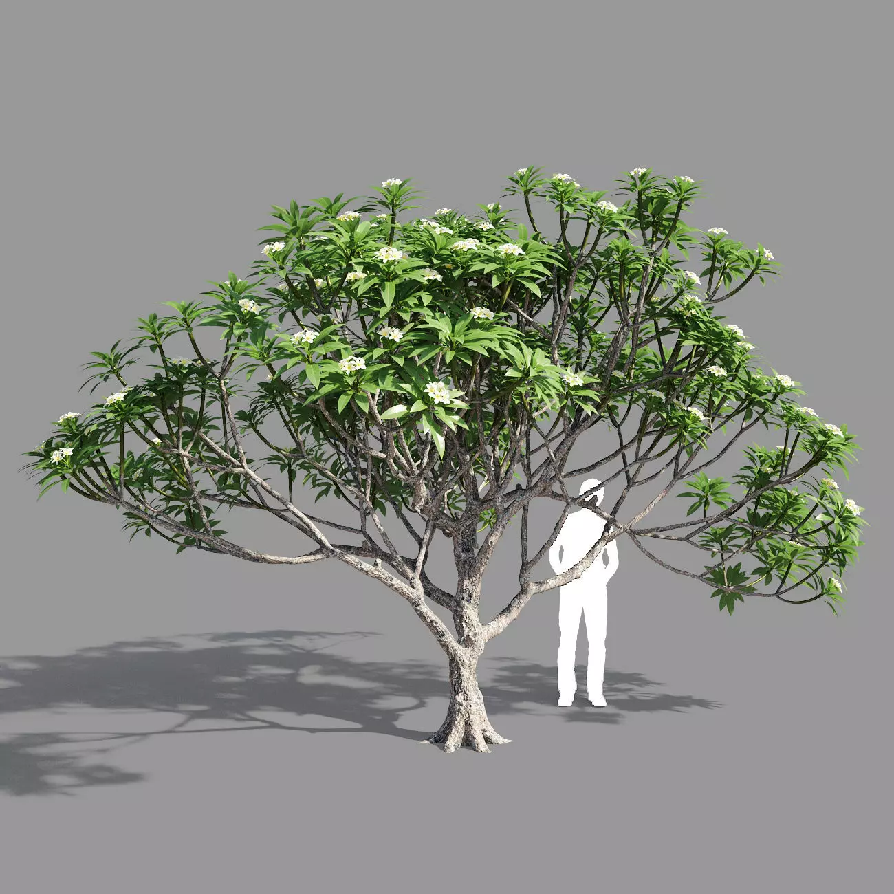 Plumeria 4 palm tree - palm tree 3D model_0