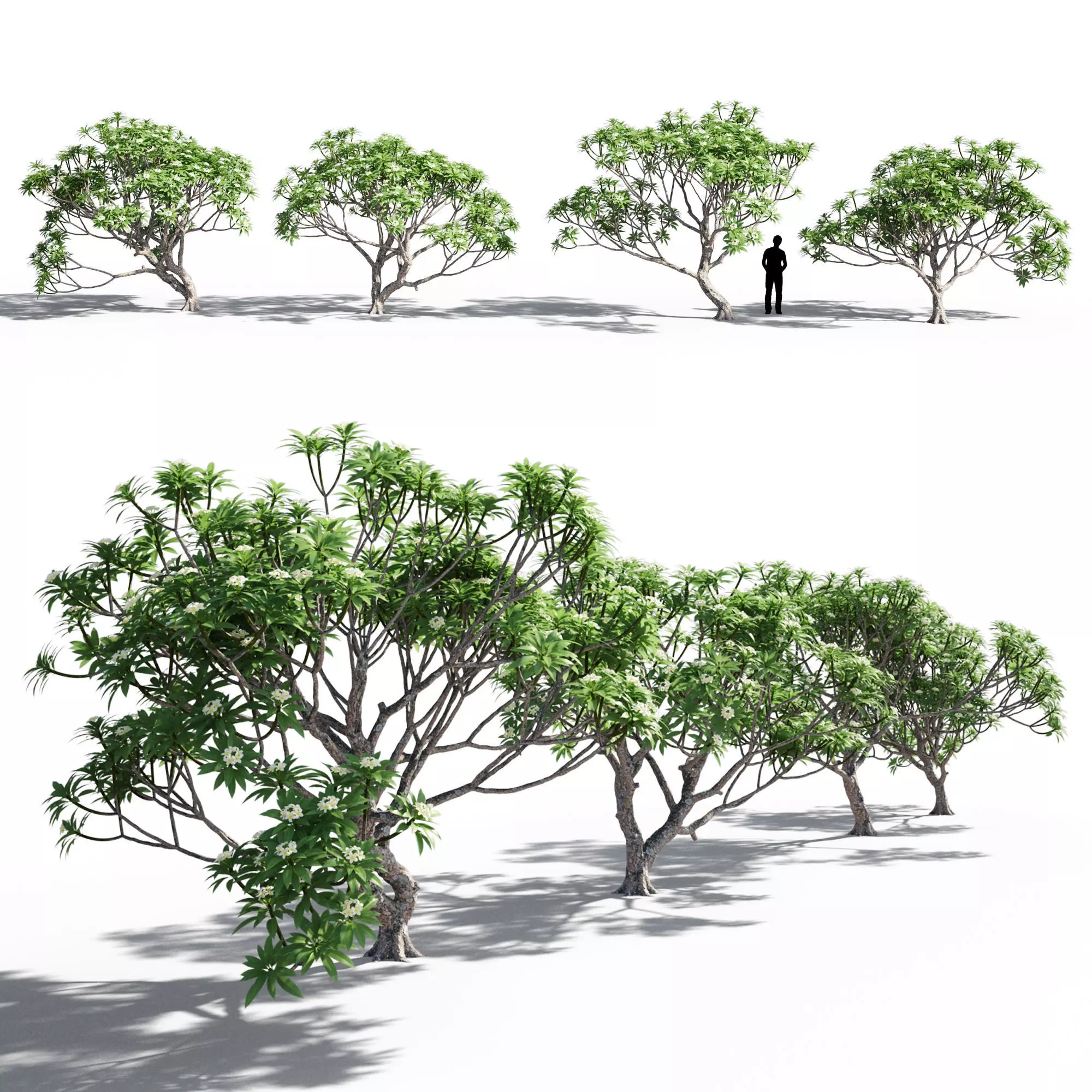 Plumeria collection man _0