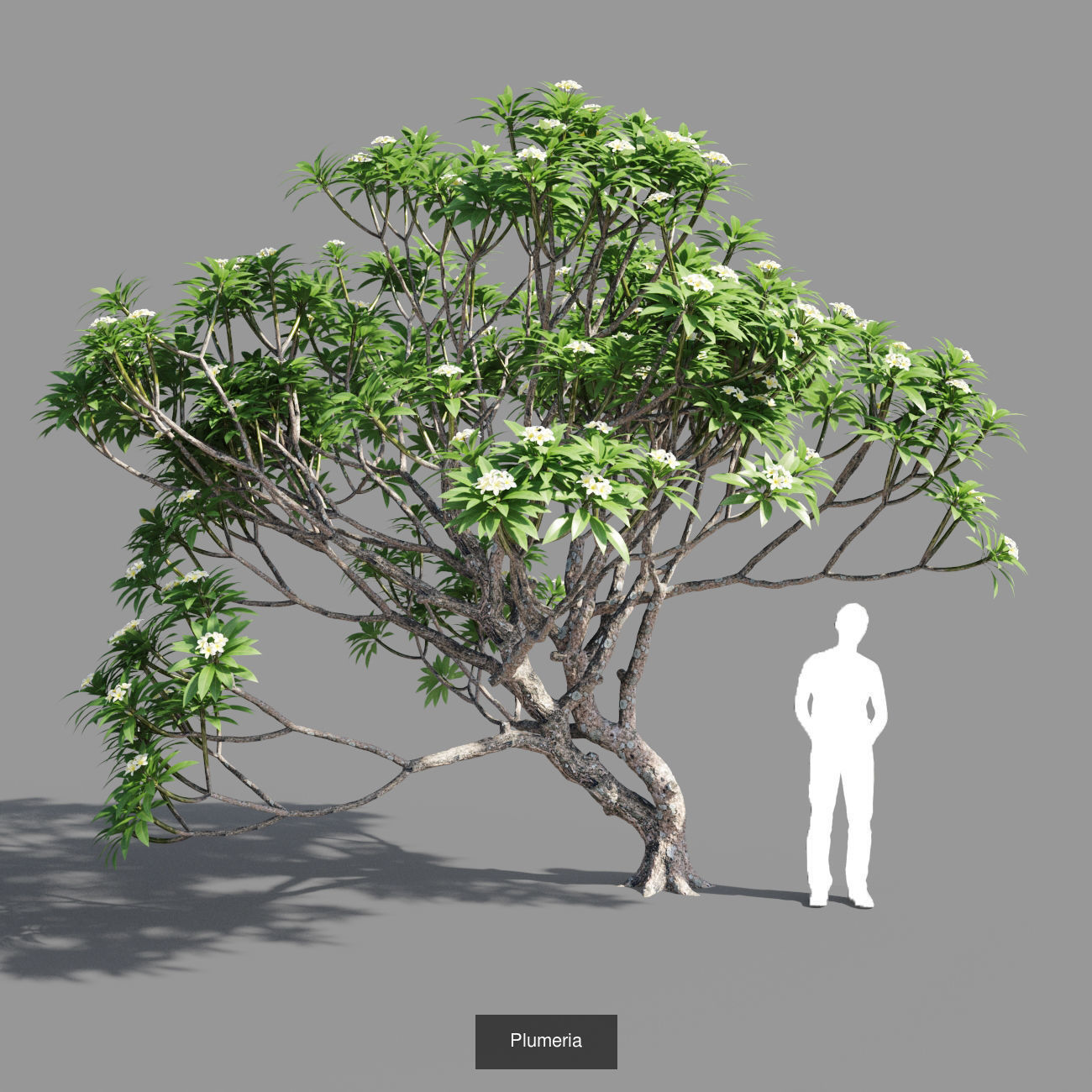 Plumeria collection man _3