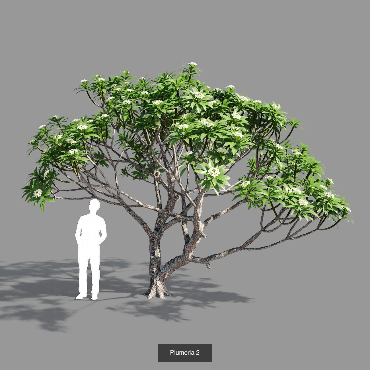 Plumeria collection man _4