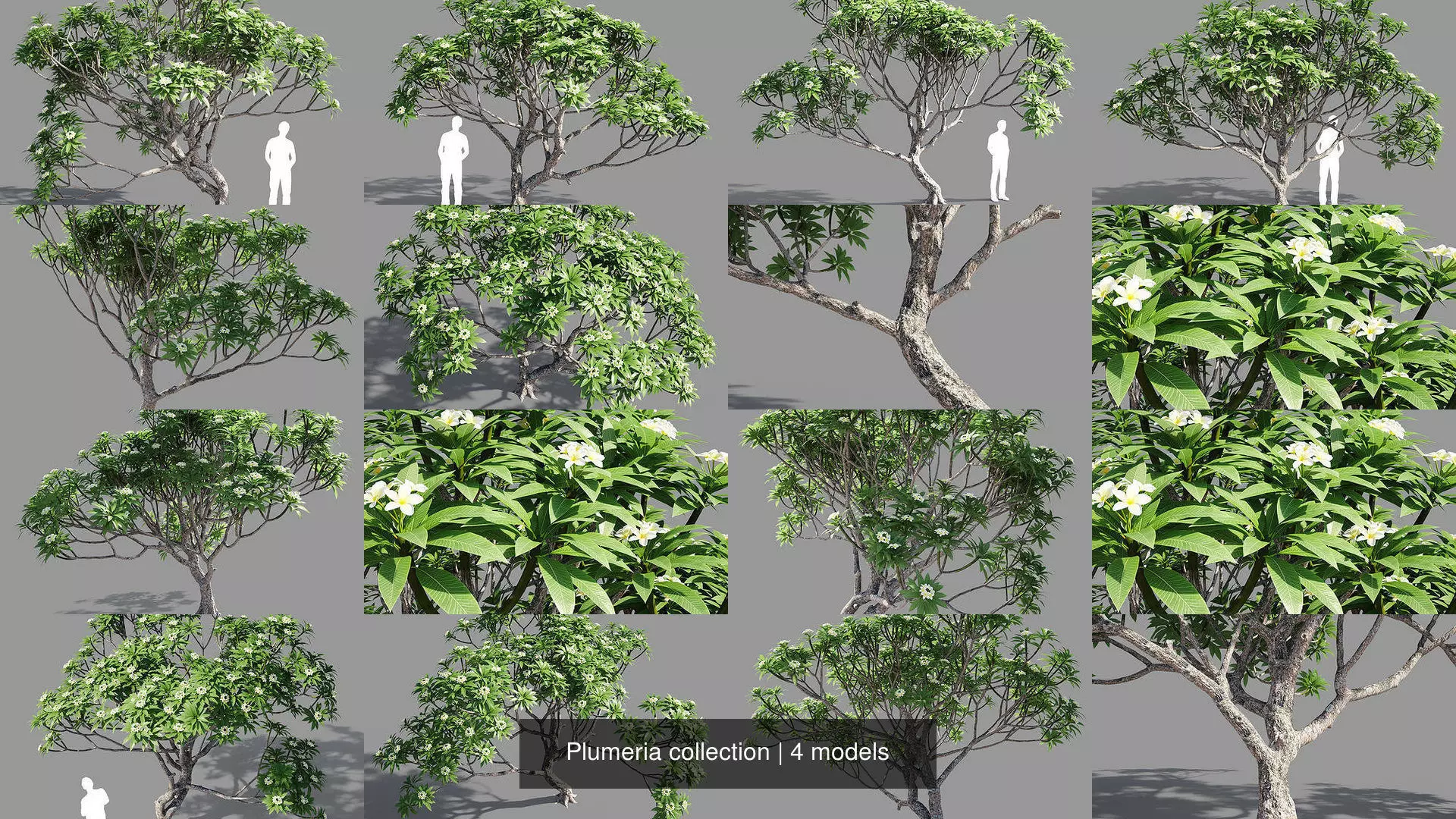 Plumeria collection man _1