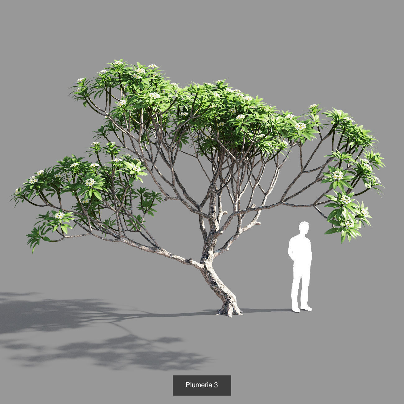 Plumeria collection man _5