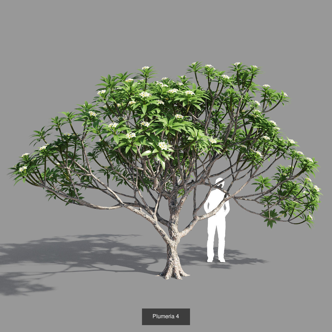 Plumeria collection man _6