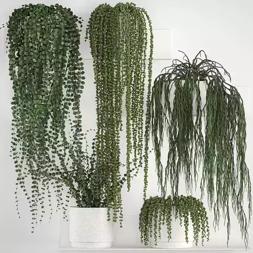 Vertical gardening on wall shelves 62