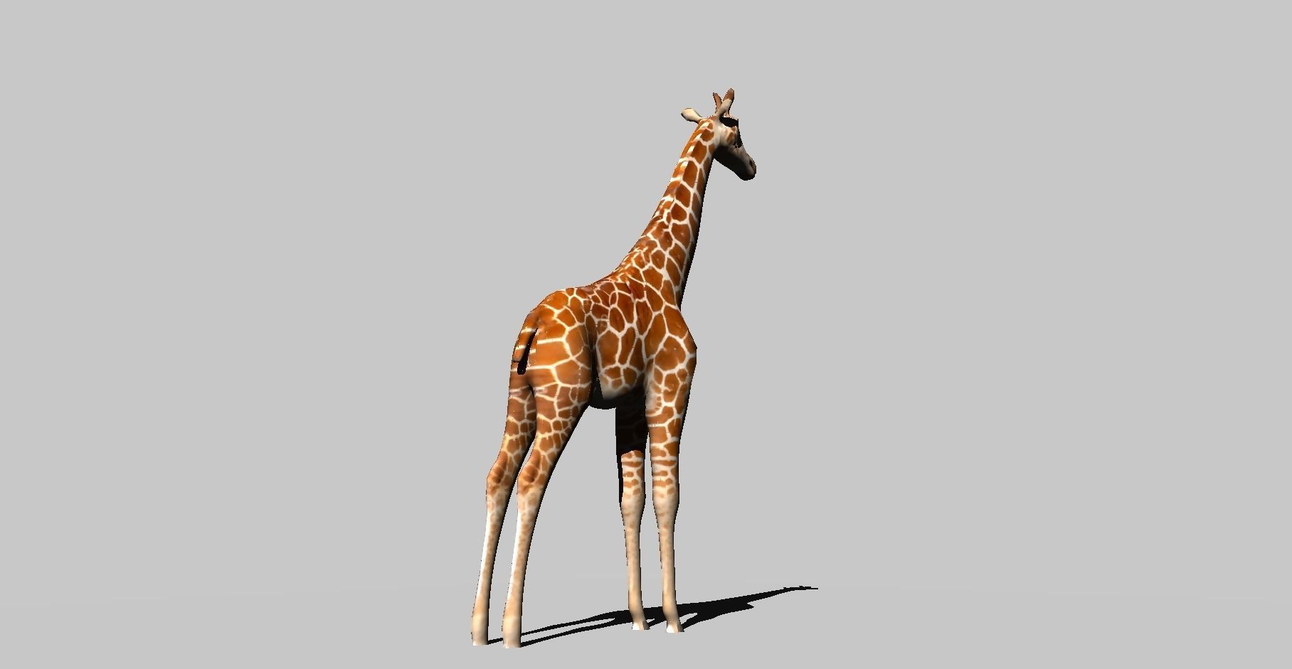 giraffe 3D model_8