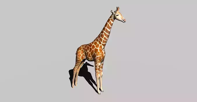 giraffe 3D model