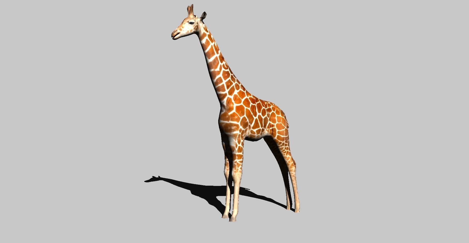 giraffe 3D model_13