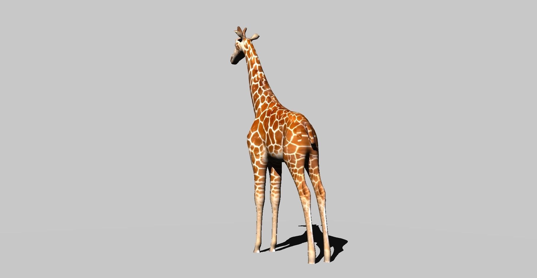 giraffe 3D model_12