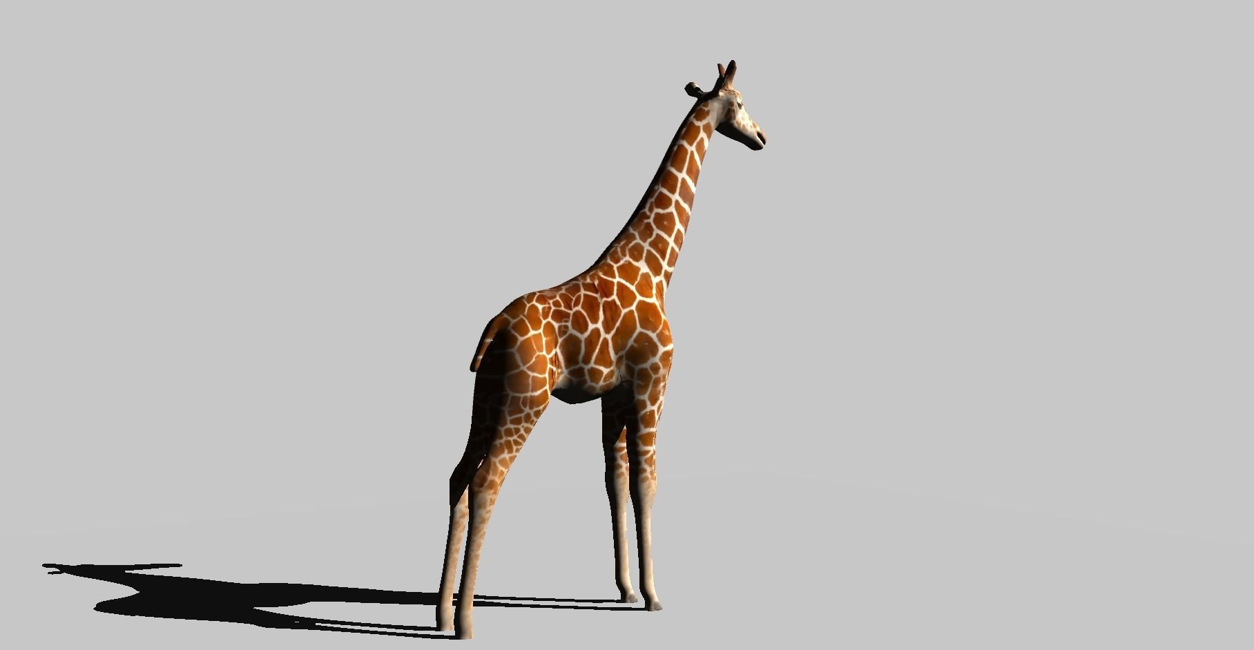 giraffe 3D model_6