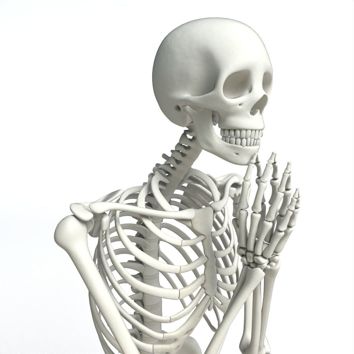 Human skeleton Low-poly 3D model_39