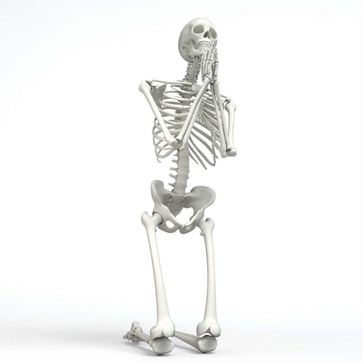 Human skeleton Low-poly 3D model_4