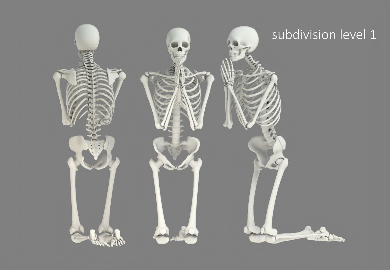 Human skeleton Low-poly 3D model_17