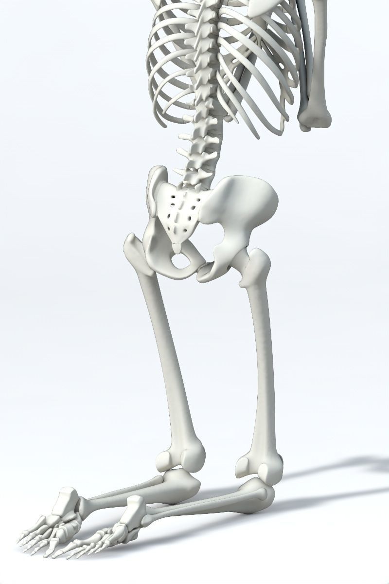 Human skeleton Low-poly 3D model_9