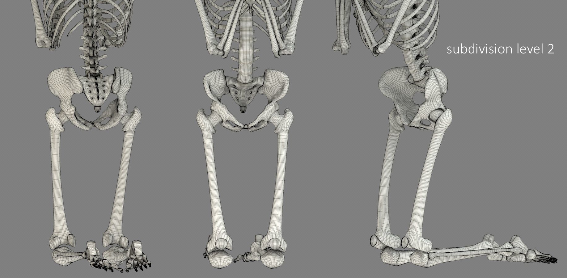 Human skeleton Low-poly 3D model_30