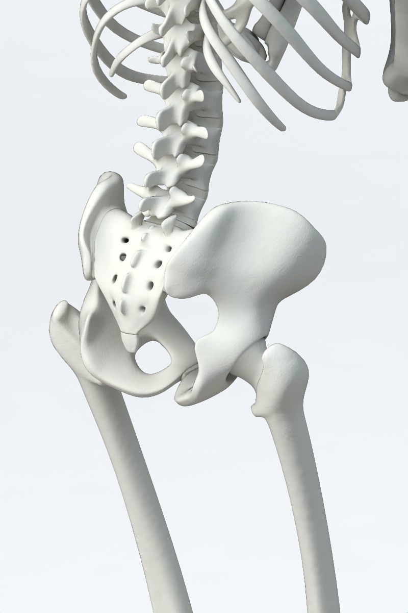 Human skeleton Low-poly 3D model_12