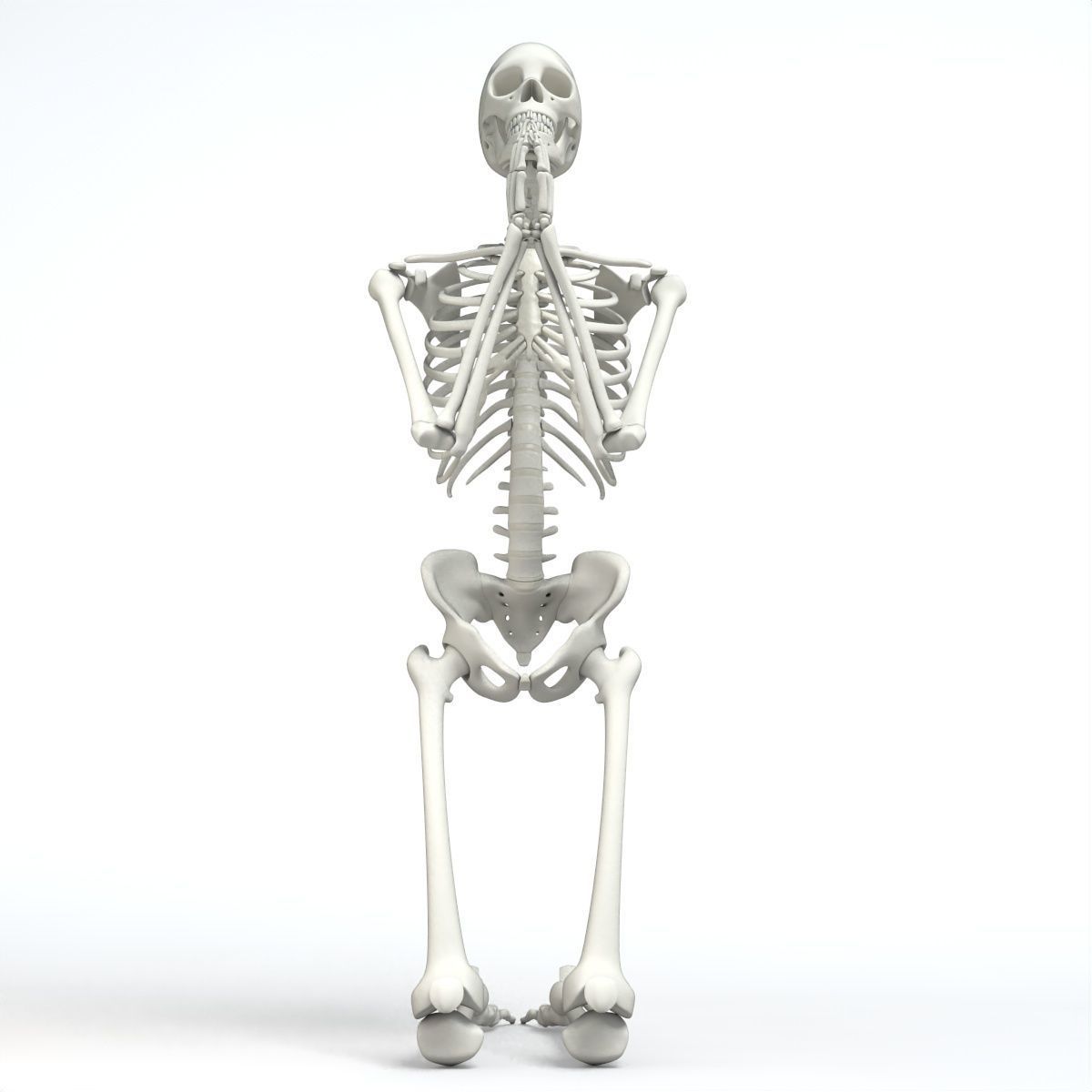 Human skeleton Low-poly 3D model_3