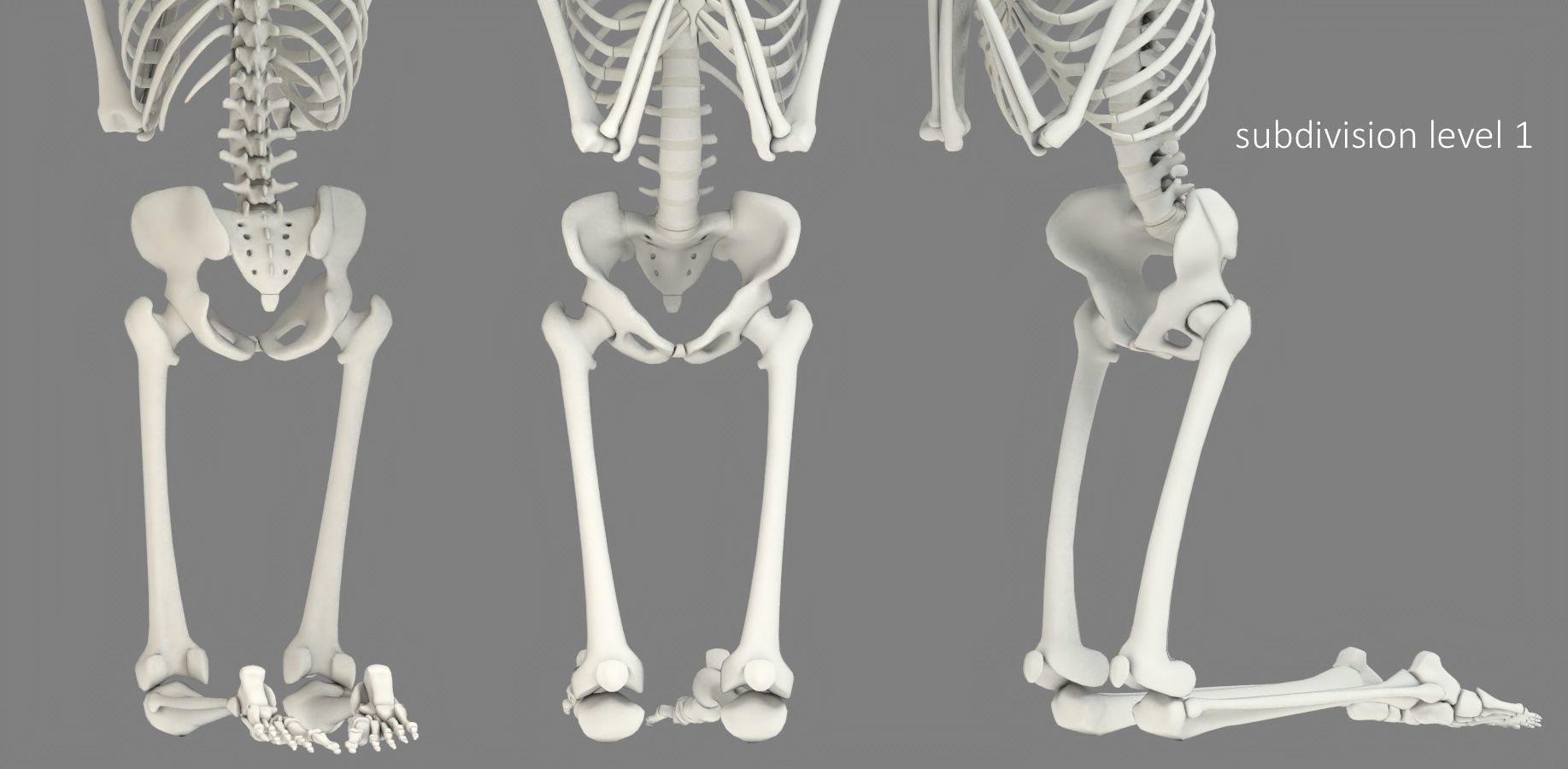 Human skeleton Low-poly 3D model_29