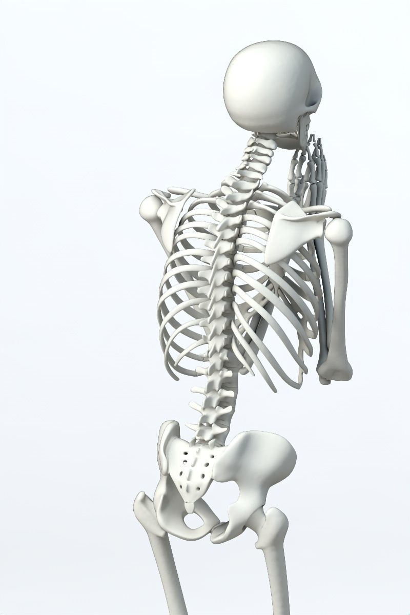 Human skeleton Low-poly 3D model_8