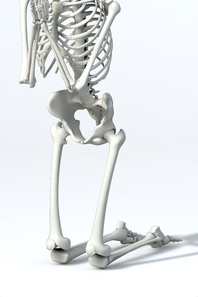 Human skeleton Low-poly 3D model_7