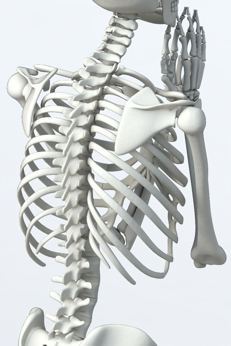 Human skeleton Low-poly 3D model_11