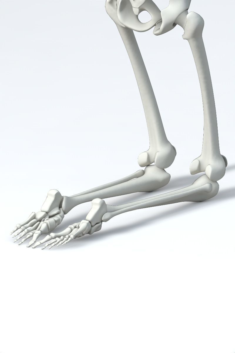 Human skeleton Low-poly 3D model_13