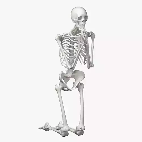 Human skeleton Low-poly 3D model
