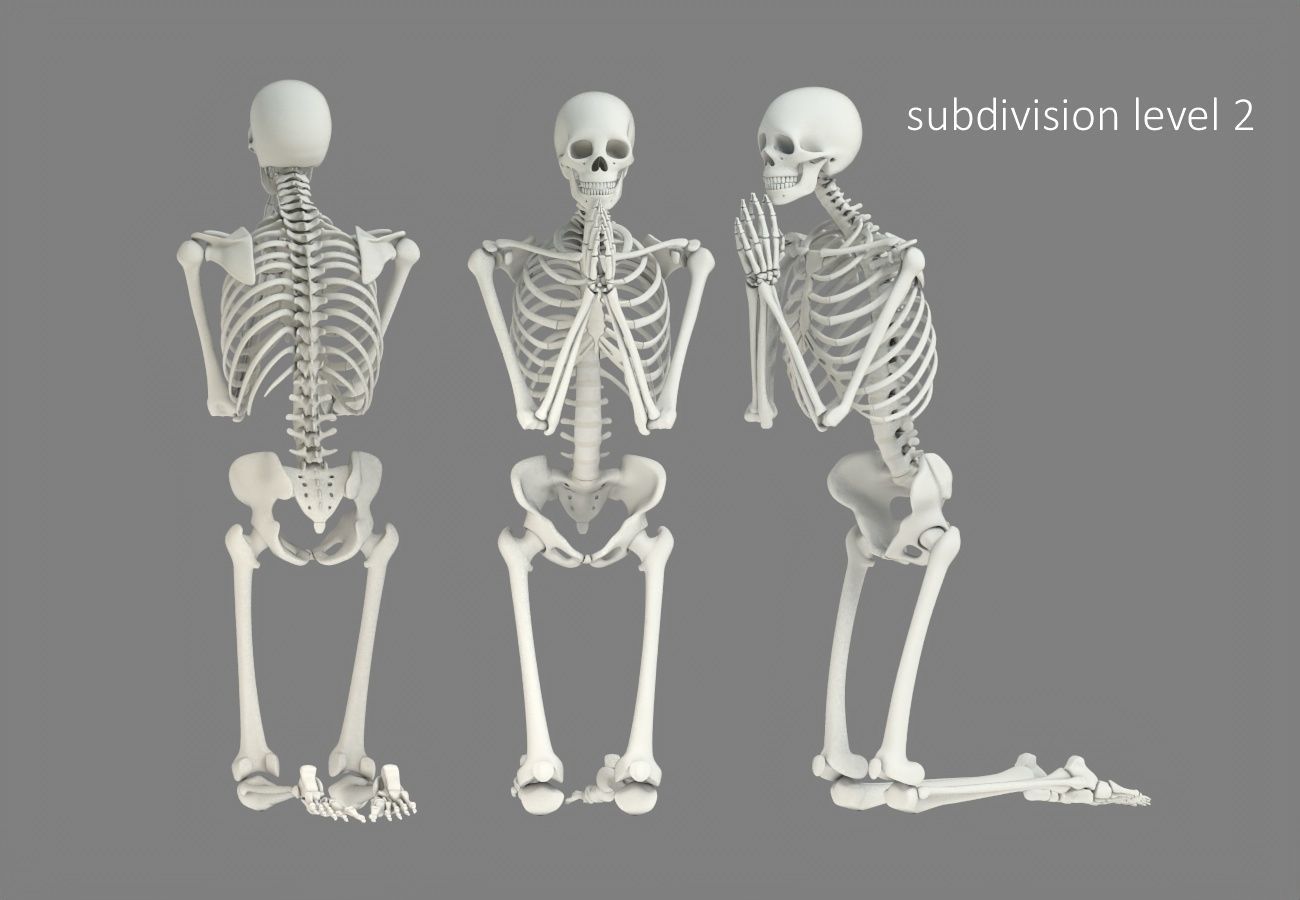 Human skeleton Low-poly 3D model_19