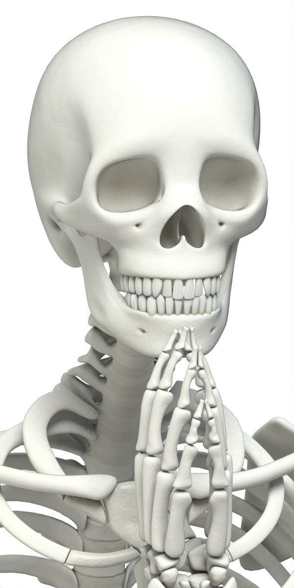 Human skeleton Low-poly 3D model_41