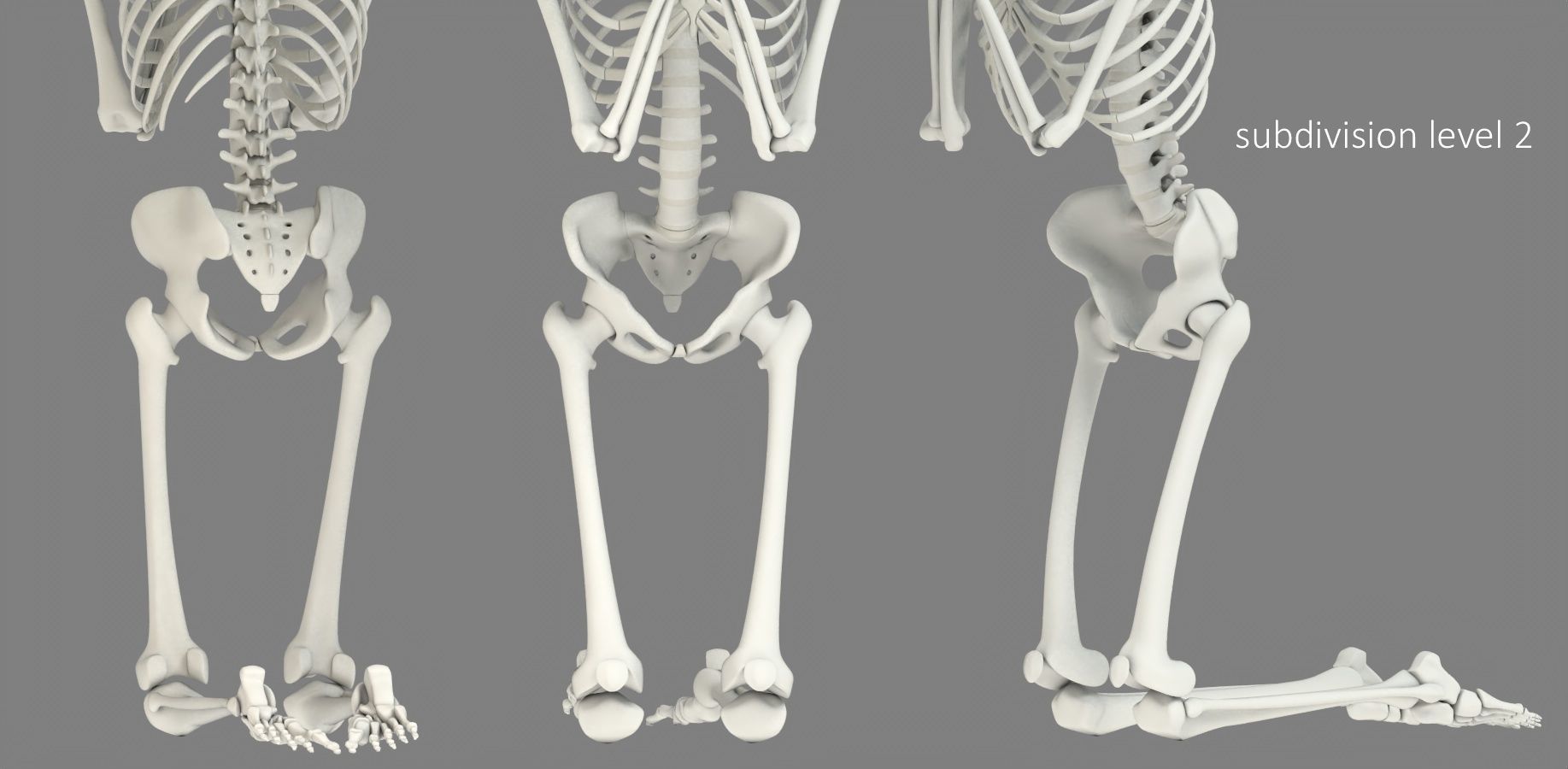Human skeleton Low-poly 3D model_31